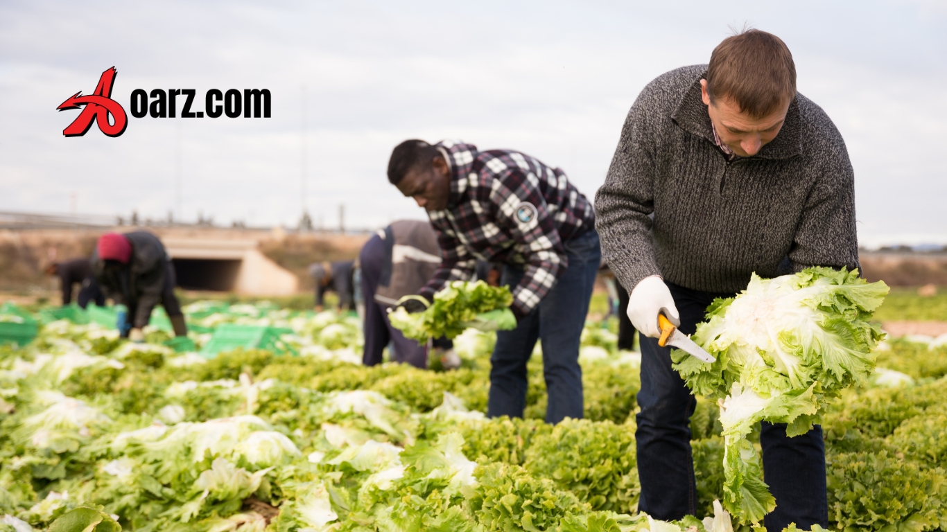 Farm Worker Jobs in Australia 2026 (Grain Harvest)